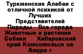 Туркменские Алабаи с отличной психикой от Лучших Представителей Породы - Все города Животные и растения » Собаки   . Хабаровский край,Комсомольск-на-Амуре г.